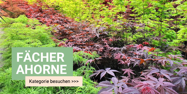 Roter Fächerahorn kaufen